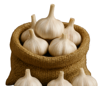 Garlic (1)